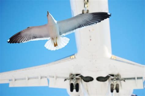 Aereo Si Scontra Con Uno Stormo Di Uccelli E La Cabina Si Riempie Di