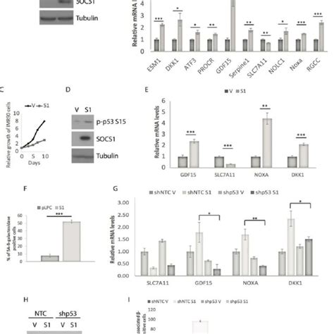 Analysis Of P53 Loss Of Heterozygosity Loh On Tumor Tissues Dna Download Scientific Diagram