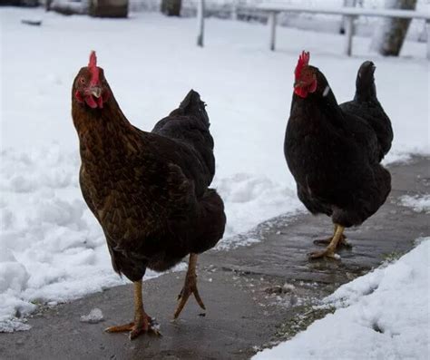 Quelle Alimentation Donner Aux Poules Durant Lhiver Chicken Door