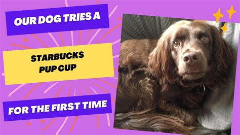 Our Dog Tries A Starbucks Pup Cup For The First Time Youtube