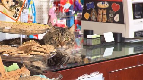 Pet stores continue to sell animals from breeders, flouting city bylaw ...