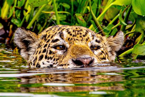 Revista Time Elege Pantanal Como Um Dos Melhores Destinos O Livre