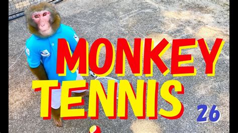 Monkey Can Play Tennis Vol26 Youtube