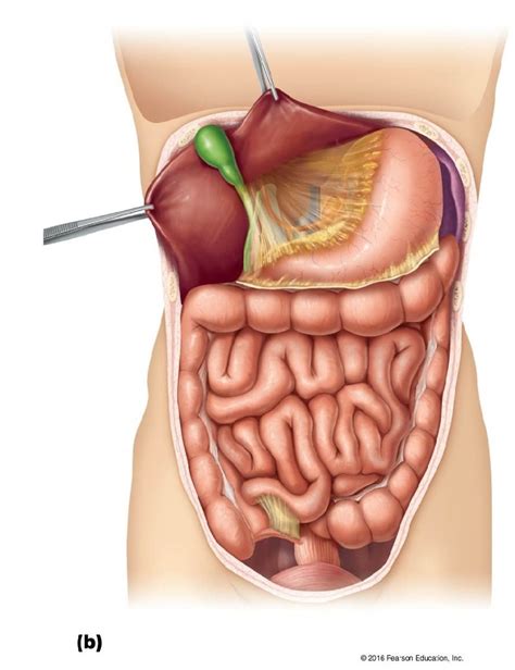 The organs of the abdomen Diagram | Quizlet