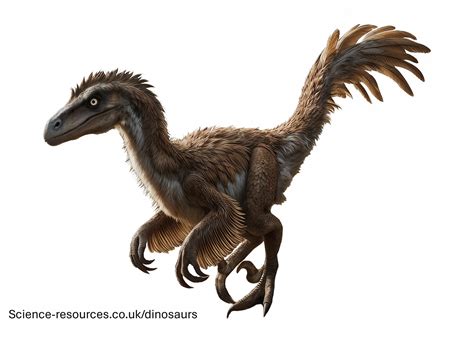 Science Uk Dinosaurs Deinonychus