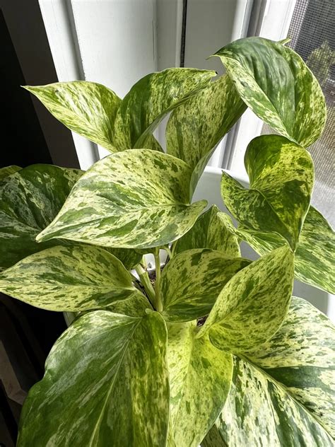 Snow Queen Pothos Care Guide Keep Your Plants Alive