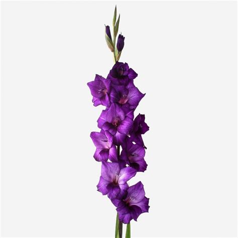 Гладиолусы фиолетовые купить в Минске - LIONflowers