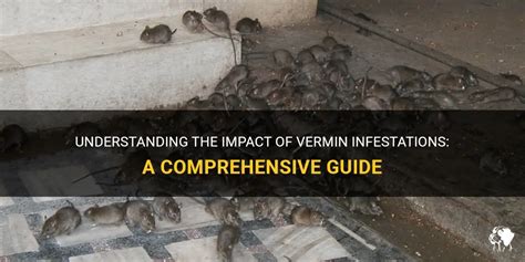 Understanding The Impact Of Vermin Infestations: A Comprehensive Guide ...