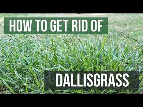 How To Get Rid Of Dallisgrass Easy Steps Lawn Care Tips Weeds In