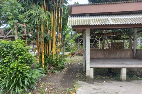 Mitos Bambu Kuning Di Depan Rumah Pesugihan Atau Penangkal Santet