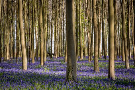 Enchanting Hallerbos Halle Belgium Jos Constantino Flickr