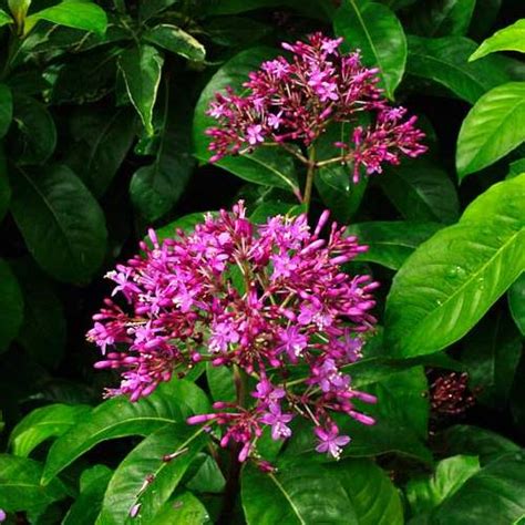 Fuchsia arborescens - PB6.5 (30/40)