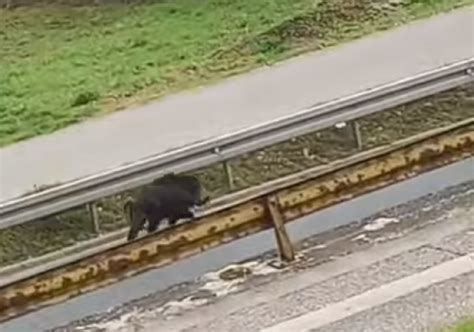 VIDEO DIVLJA SVINJA LOŠE ZAVRŠILA NAKON UPADA U NASELJE Nasrnula je