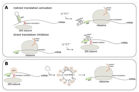 Examples Of Trans Acting Regulation Of Translation A Regulatory