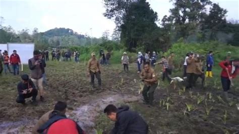 Perbaiki Ranca Upas Bandung Perhutani Tanam Bibit Pohon