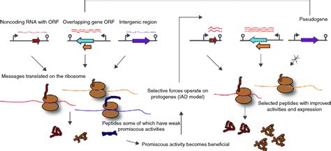 De novo gene evolution. Genes can evolve de novo through several ...