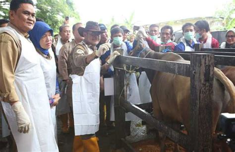 Mentan Syl Kick Off Pengendalian Dan Penanggulangan Pmk Serentak