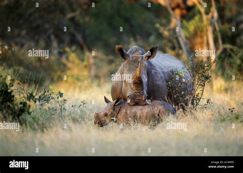 White rhinoceros and baby South Africa Stock Photo - Alamy