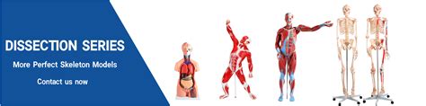 85cm Human Skeleton Model With Nerves Skeleton Models Ada Med