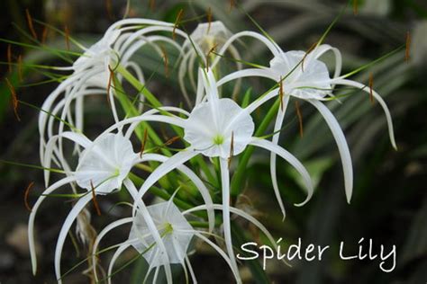 White Spider Lily Flower Meaning | Best Flower Site