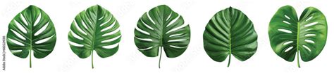 Green jungle leaf vector set isolated on white Stock Vector | Adobe Stock