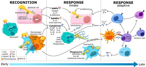 Immune Recognition Of And Immune Responses Against C Albicans