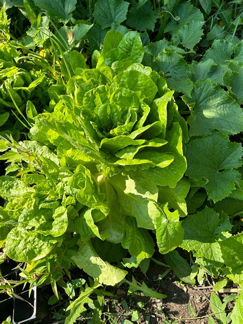 Best Tips For Growing Lettuce In Wisconsin