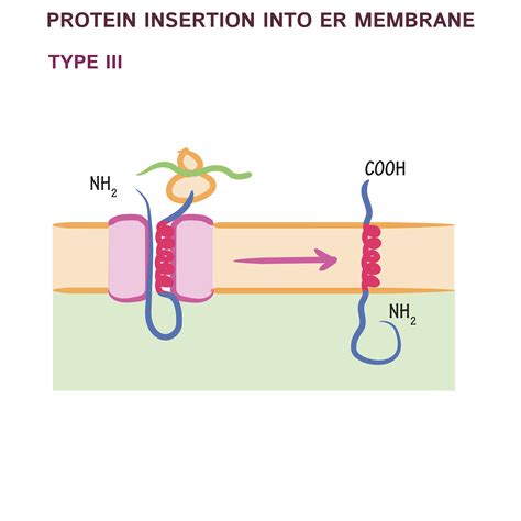 Cell Biology Glossary Protein Insertion Into The Endoplasmic Reticulum