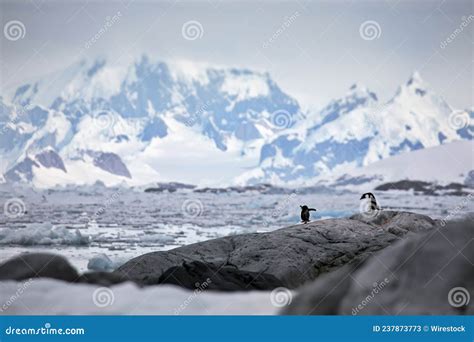 Penguins in Their Natural Habitat in Antarctica Stock Image - Image of outside, mammal: 237873773