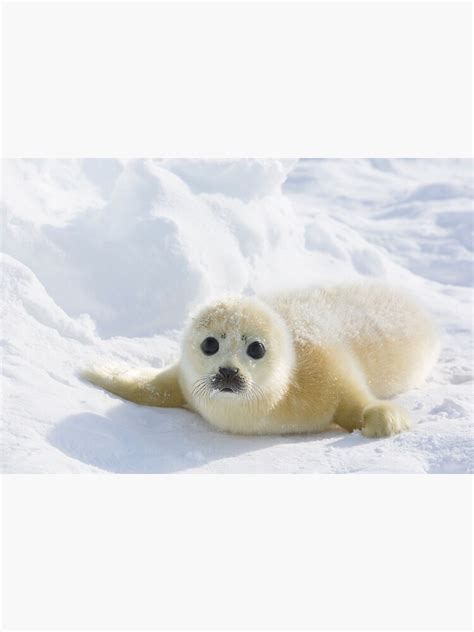 "Cute Baby Seal" Poster for Sale by KnightSteel | Redbubble