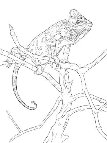 Coloriage Dun Cameleon Sur Sa Branche