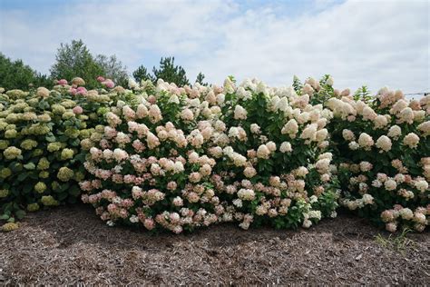 Fire Light Panicle Hydrangea Hydrangea Paniculata Images Proven