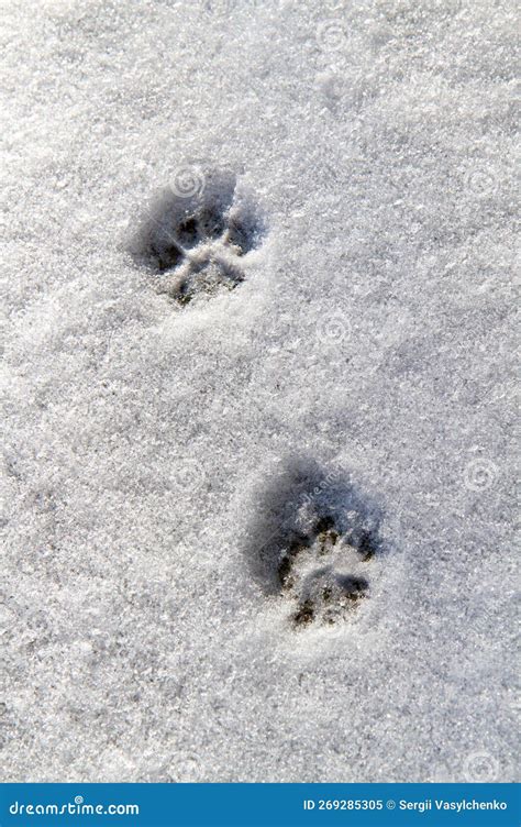 Two Cat Tracks in the Snow. Stock Image - Image of frost, mark: 269285305