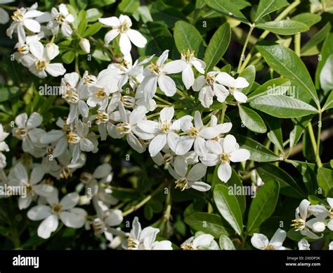 Mexican Orange Blossom Mexican Orange Orangenblume Oranger Du