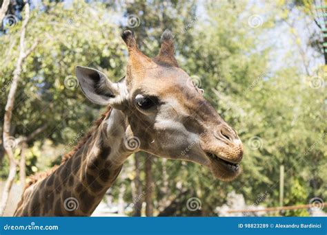 Giraffe Eating Grass at the Zoo Stock Image - Image of eating, safari ...