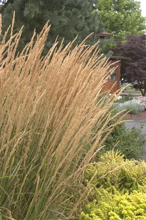 Feather Reed Grass Hello Spring At Clinton Long Blog
