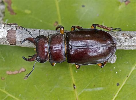 About Reddish Brown Stag Beetle Maryland Biodiversity Project