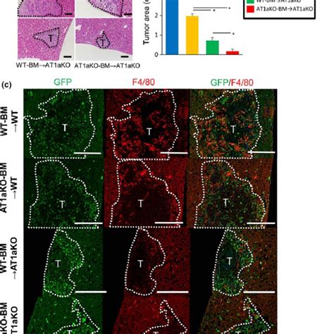 Effects Of Bone Marrow Bm Transplantation On Liver Metastasis A Download Scientific