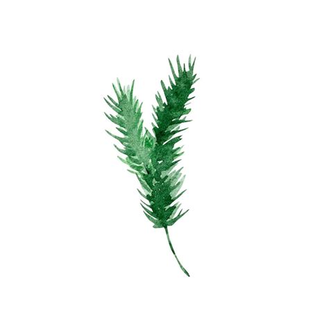 Premium Vector Watercolor Illustration Winter Greenery Pine Bright