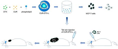 Frontiers Enhanced Anti Breast Cancer Efficacy Of Co Delivery