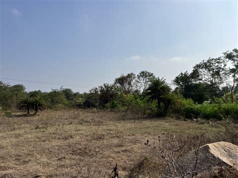 Agricultural Land Acre For Sale In Shabad Rangareddy Rei