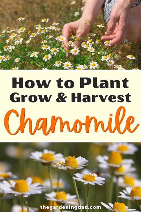 Learn How To Plant Grow Harvest Chamomile Easy Tips Include How To