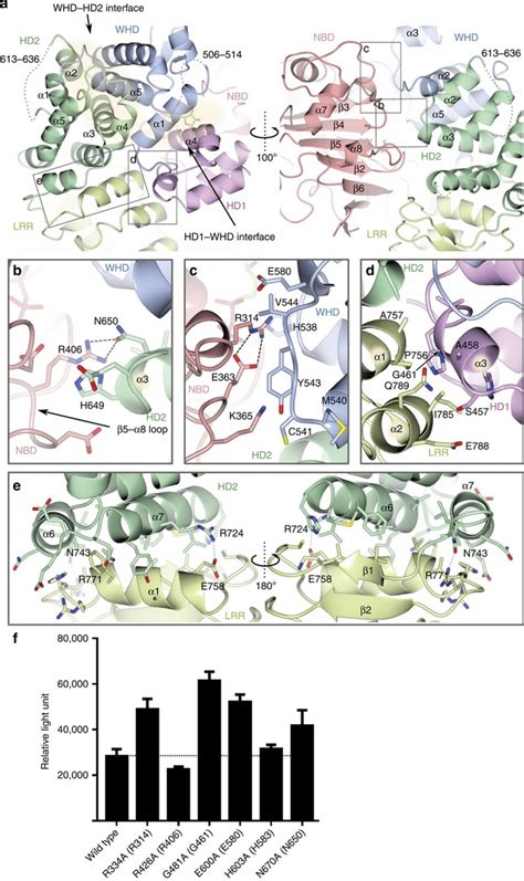 Crystal Structure Of Nod2 And Its Implications In Human Disease Pmc