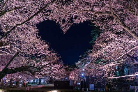 夜桜弘前公園 園内の桜の様子2022年4月18日 弘前さくらまつり Hirosaki Cherry Blossom Festival