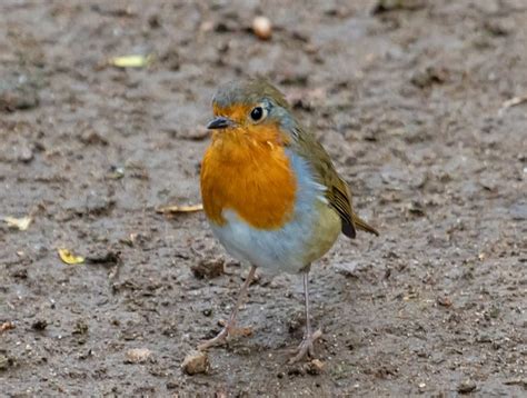 Robin Redbreast On Mud Free Photo On Pixabay Pixabay