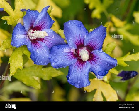 „oiseau Bleu Blue Bird“ Rose Von Sharon Frilandshibiskus Hibiscus Syriacus Stockfotografie