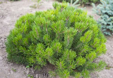 Сосна гірська 'Pumilio' / Pinus mugo 'Pumilio' - Розсадник декоративних ...