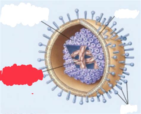 Ch 5 Viral Structure And Life Cycles Flashcards Quizlet