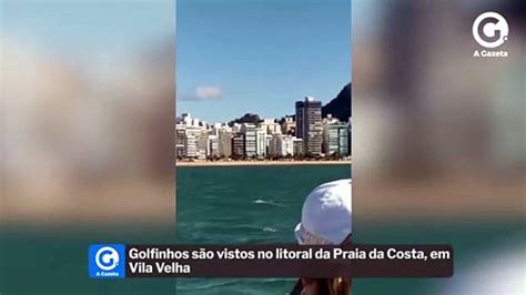 Golfinhos S O Vistos No Litoral Da Praia Da Costa Em Vila Velha