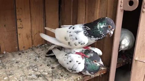 Pigeons Breeding Season YouTube